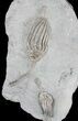 Pair of Macrocrinus Crinoids - Crawfordsville, Indiana #22778-4